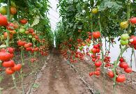 種植豆角、西紅柿、辣椒、黃瓜時(shí)記住肥料五不施