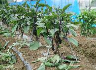 如何種植茄子、辣椒和番茄